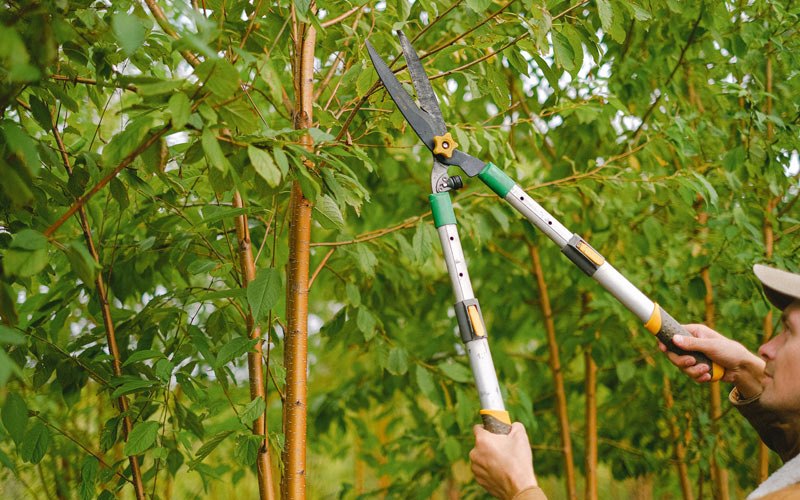 Tree trimming in Arkdale, WI